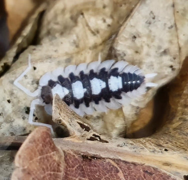 succinctus black rib isopods